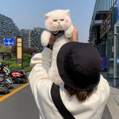 球球是只猫图片