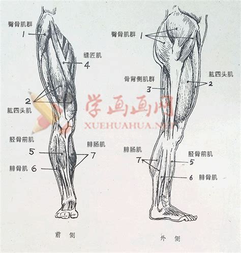 下肢肌肉的解剖图及各肌肉的名称作用-露西学画画