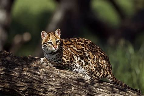 孔雀湖湿地监测到国家二级保护野生动物——豹猫