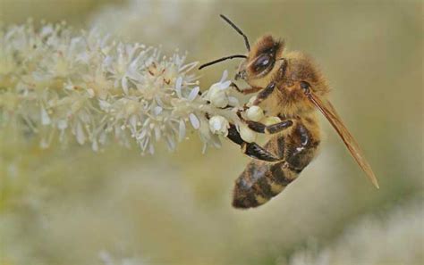 【人民政协网】养蜂，有了新技术中国农业科学院蜜蜂研究所