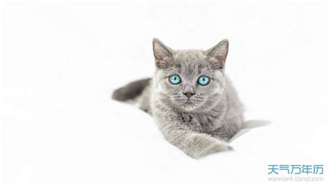 蓝猫取名字大全 蓝猫霸气高贵的名字 - 万年历