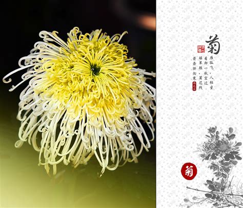 【九月菊花香摄影图片】北京植物园生活摄影_太平洋电脑网摄影部落