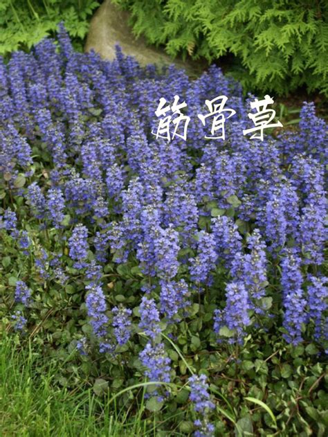钻骨草图片