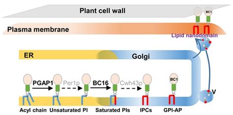 周奕华研究组发现蛋白GPI修饰调控植物细胞壁力学性能的机制----植物基因组学国家重点实验室