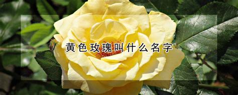 古代玫瑰叫什么名字,玫瑰刺的雅称,古代对玫瑰花的雅称_大山谷图库