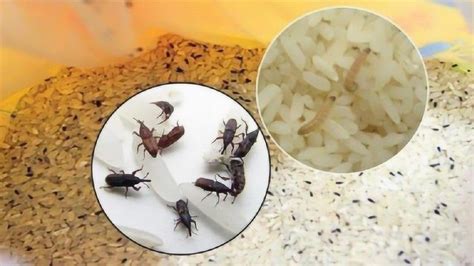 家里米生虫？教你个天然驱虫法，让它们远离米虫！|生虫|大米|米虫_新浪新闻