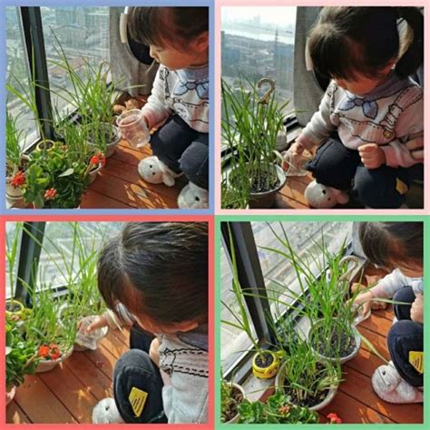 手绘植物生长过程发芽开花向日葵商用素材图片免费下载-千库网