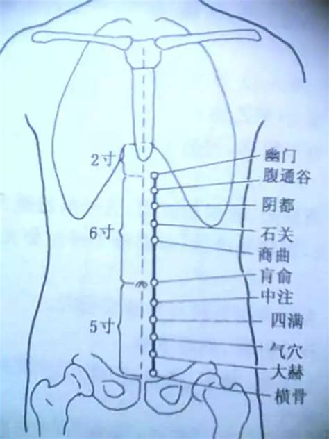 冲脉的准确位置图图片