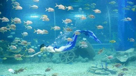 2020重庆欢乐海底世界暑假游玩攻略（活动、优惠门票）- 重庆本地宝