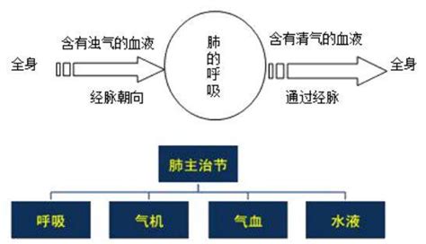 《回归中医：对中医基础理论的重新认识》文字版[PDF]_看医学网