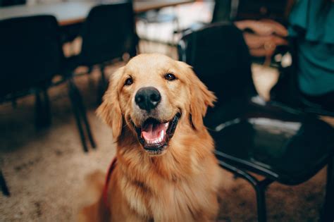 《长沙市养犬管理条例》明年5月1日施行 这些变化请看清 - 要闻 - 湖南在线 - 华声在线