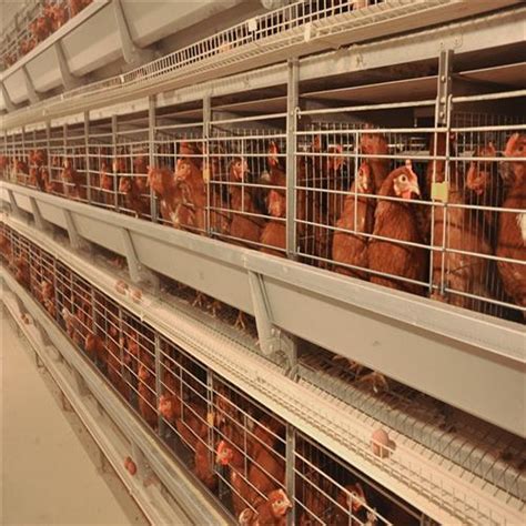辽宁牧邦畜牧设备制造有限公司-养鸡设备厂家_畜牧设备_肉鸡养殖设备
