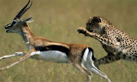 非洲猎豹捕食野兔 行动迅速快如闪电