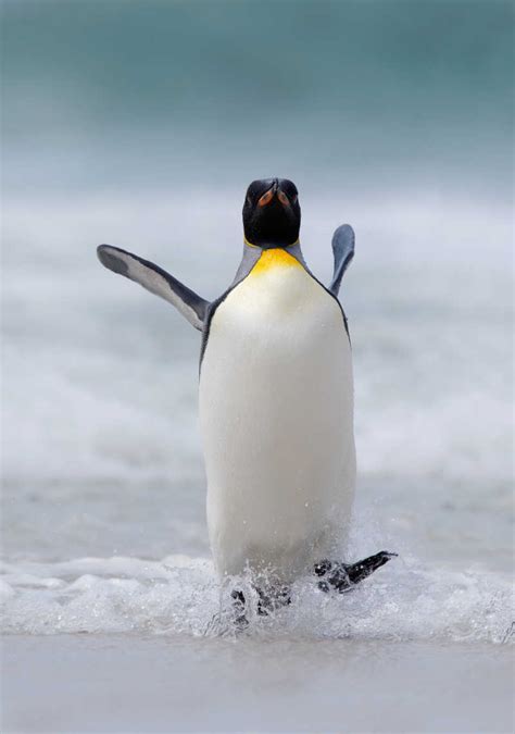 从天空飞向海洋：华大揭秘企鹅的演化历程与适应环境的“基因秘诀” - 生物通