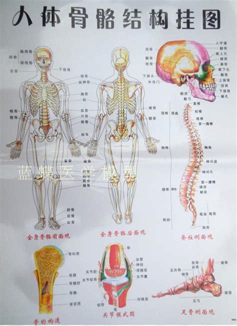 人体骨架图谱 骨骼图 大号挂图 医学挂图 人体骨架解剖图谱 防水-阿里巴巴