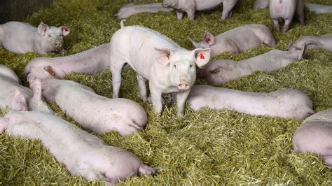 全国各省2021年度及2022年1季度生猪生产情况 - 大畜牧网