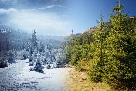 冬日暖阳雪地上的白桦林红叶高清图片下载-正版图片500534807-摄图网
