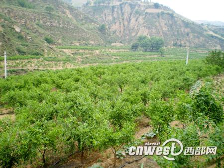 《西部网》杨凌高科技成为榆林清涧红枣产业发展助推器