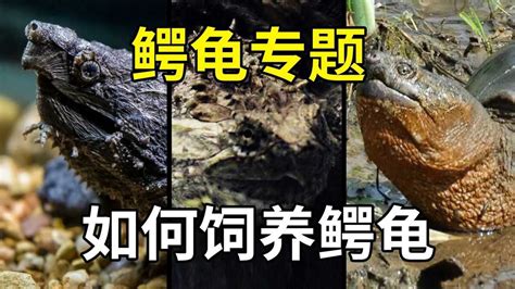 毛里求斯的巨大乌龟高清图片下载_红动中国