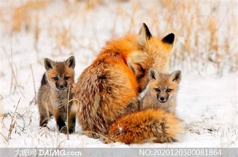 吉林延边发现火狐狸，后腿受伤，世界上有颜色鲜红的狐狸吗？