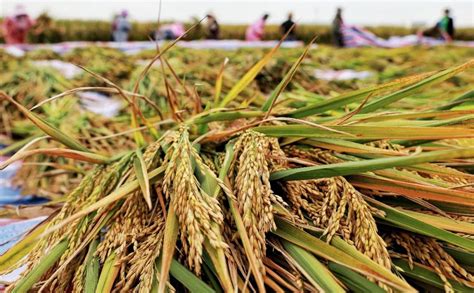 中国农业技术专家杂交水稻非洲创高产纪录__凤凰网