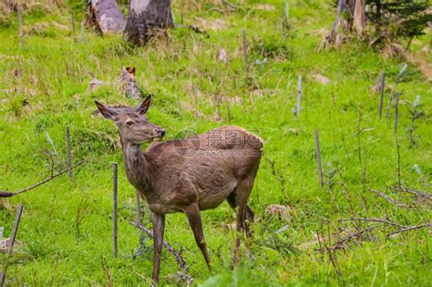 獐鹿或在野外的森林里吃草高清图片下载-正版图片506149155-摄图网