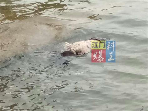 江门江滨公园旁码头发现一具浮尸！