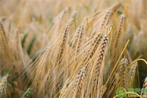 7月小麦市场行情回顾及后市预测-期货频道-和讯网