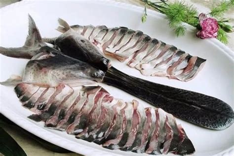 鸭嘴鱼的肉质特点 - 运富春