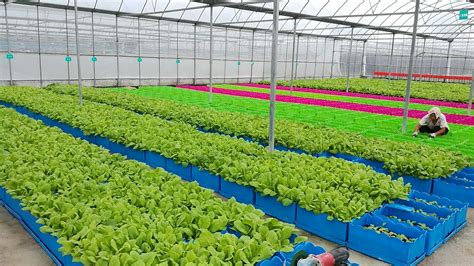 三亚首家花园式栽培蔬菜新模式在三亚三力源生态农业有限公司诞生 - 三亚三力源生态农业有限公司