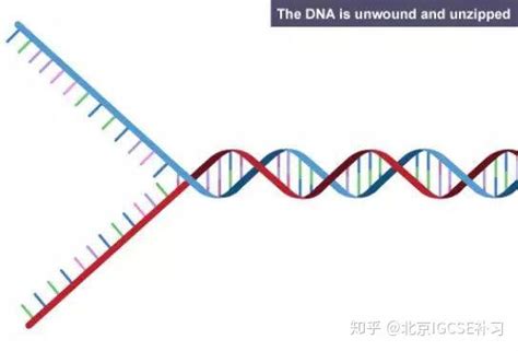 Alevel生物学习要点：DNA的复制（上） - 知乎