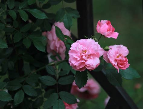 壮观！万州太白岩公园蔷薇盛开，现“醉美”花墙景观！|太白岩|万州|蔷薇花_新浪新闻