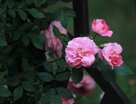 紫色蔷薇图片