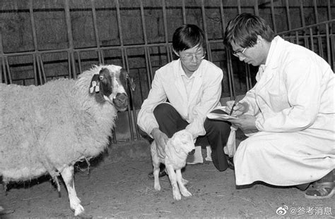 历史上的5月23日：第一只试管绵羊诞生|试管|绵羊|诞生_新浪新闻