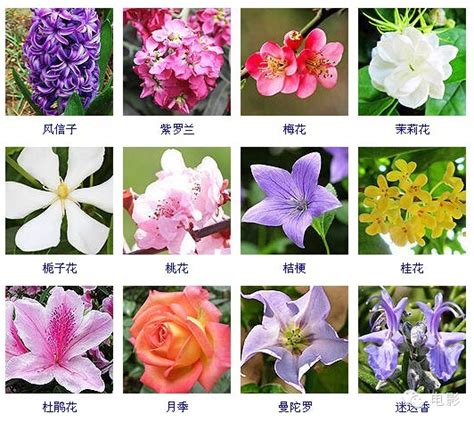 常见花卉名称,常见花卉名称大全_大山谷图库
