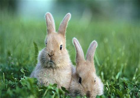 兔子发抖是什么原因，兔子身体发抖,身体起伏大怎么回事|admin_人人点