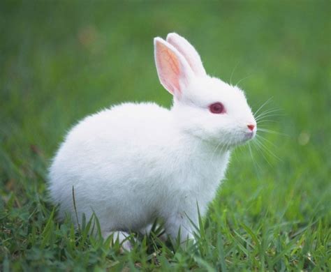 两只小白兔高清图片下载_红动网
