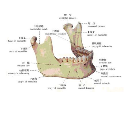 口腔解剖学-人体解剖图,_医学图库