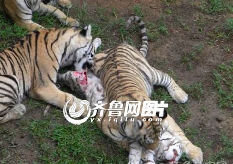 1·29宁波雅戈尔动物园老虎咬人事件 - 搜狗百科