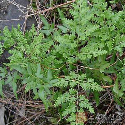 碎石草药大全图片