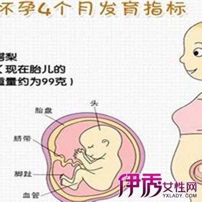 【怀孕四个月胎儿有多大】【图】怀孕四个月胎儿有多大呢 6个健康要素孕妇须知道(2)_伊秀亲子|yxlady.com