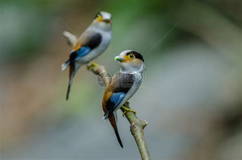 树枝上的彩色鸟银胸阔嘴鹬Serilophuslunatus高清图片下载-正版图片307299159-摄图网
