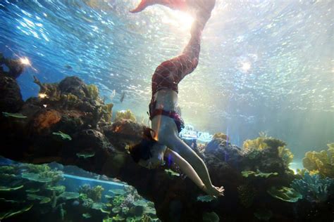 南京海底世界“美人鱼”与万尾黄金鲹水中“共舞”