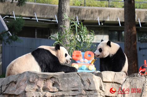 成都野生动物园的大熊猫高清图片下载-正版图片507374236-摄图网