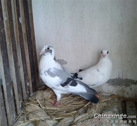 自然养鸽法，一样可以出来好鸽子-中国信鸽信息网相册