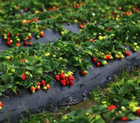 无土栽培草莓种植效果怎么样？可以用哪些水培设备？ - 知乎