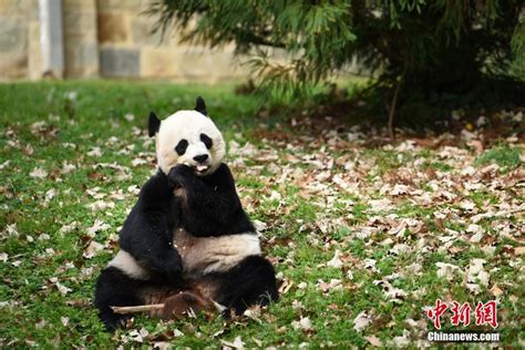 旅美大熊猫“美香”生下“双胞胎”_腾讯网