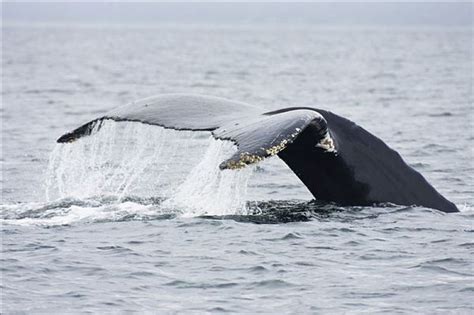 虎鲸须鲸驼背鲸蓝鲸PNG图片素材下载_图片编号667275-PNG素材网