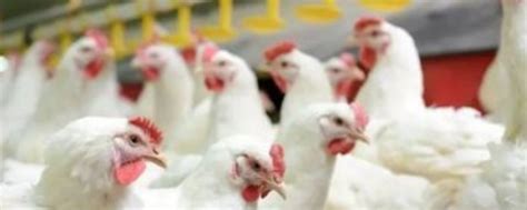 速成鸡的养殖方法，不同阶段饲喂的饲料不同 - 农敢网
