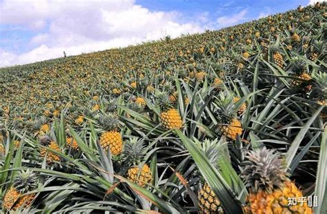 突发：大陆紧急暂停进口台湾菠萝！占台湾出口总量97% | 国际果蔬报道